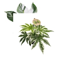 Illustration av Philodendron/ Aralia
