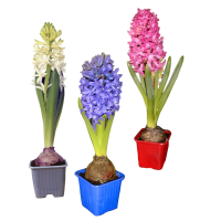 Illustration av Hyacinter