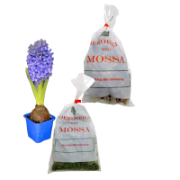 Illustration av Hyacint, Dekorationsmossa