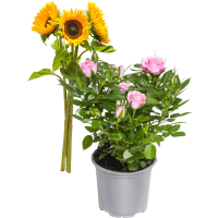 Illustration av Ros i kruka, Solrosor 3-pack