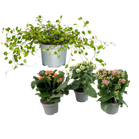 Illustration av Kalanchoe, Plättar i luften