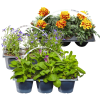 Illustration av Sommarplantor 6-pack