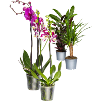 Illustration av Brudorkidé, Gröna växter