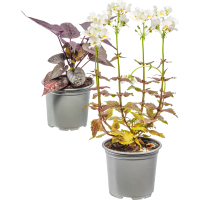 Illustration av Sommarblommor