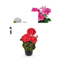 Illustration av Pelargoner Zonale