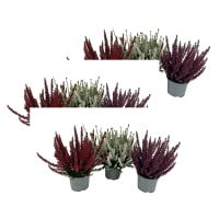 Illustration av Calluna 12 cm
