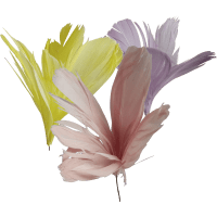 Illustration av Fjäderblomma