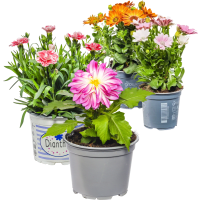 Illustration av Sommarblommor