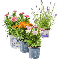 Illustration av utplanteringsväxter