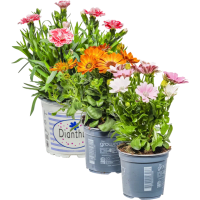 Illustration av Trädgårdsnejlika, Stjärnöga