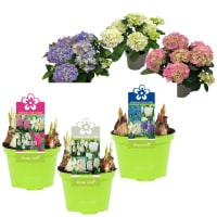 Illustration av Lökparad, Hortensia