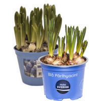 Illustration av Pärlhyacinter