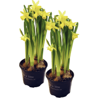 Illustration av Minipåskliljor