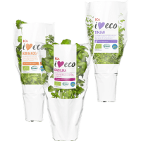 Illustration av Färska kryddor i kruka