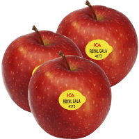 Illustration av Äpplen Royal Gala