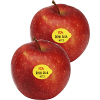 Illustration av Äpplen Royal Gala