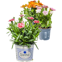 Illustration av Trädgårdsnejlika, Stjärnöga