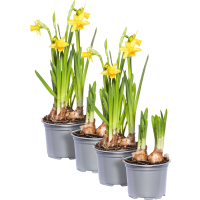 Illustration av Minipåskliljor