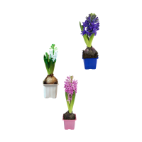 Illustration av Hyacint