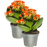 Illustration av Kalanchoe orange 6cm
