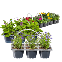 Illustration av Sommarplantor 6-pack