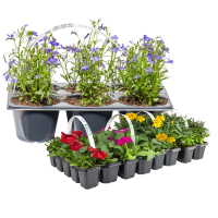 Illustration av Sommarplantor 6-pack