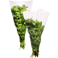 Illustration av Koriander i bunt, Mynta i bunt