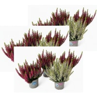 Illustration av Ljung Calluna 10 cm
