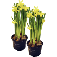 Illustration av Minipåskliljor