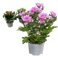 Illustration av Kalanchoe, Krysantemum