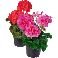 Illustration av Pelargon zonale 12 cm rosa eller röd
