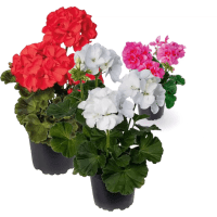 Illustration av Pelargoner Zonale
