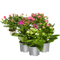 Illustration av Ros i kruka, Kalanchoe