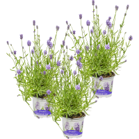 Illustration av Lavendel