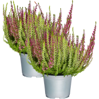Illustration av Calluna BL Twin 12 cm