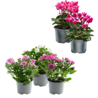 Illustration av Minicyklamen, Krysantemum