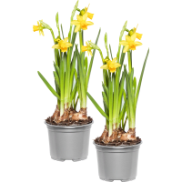 Illustration av Minipåskliljor