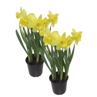 Illustration av Storblommiga påskliljor