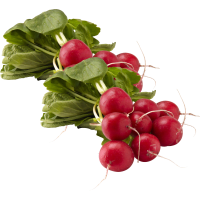 Illustration av Rädisor i knippe