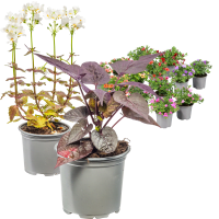 Illustration av Sommarblommor