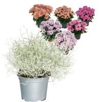 Illustration av Krysantemum 11cm & Silvergirland