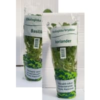 Illustration av Basilika, Koriander