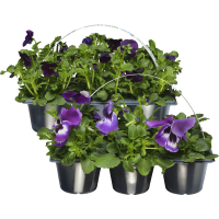 Illustration av Pensé 6-pack