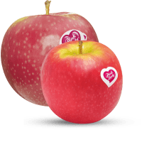 Illustration av Äpplen Pink Lady