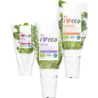 Illustration av Färska kryddor i kruka