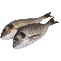 Illustration av Färsk Seabream