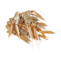 Illustration av Havskräfta 11-15