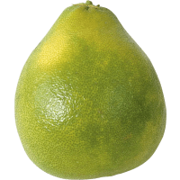 Illustration av Honungs pomelo