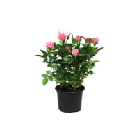 Illustration av Miniros cerise