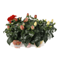 Illustration av Hibiscus 3-5 gr